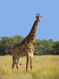 Giraffe Africa